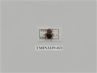 藏品(雙條甘蔗金龜)的圖片